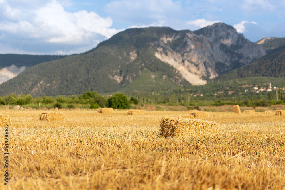Round bales of straw rolled up on field against blue sky, autumnal harvest scenery Round bales of straw rolled up on field against blue sky, autumnal harvest scenery