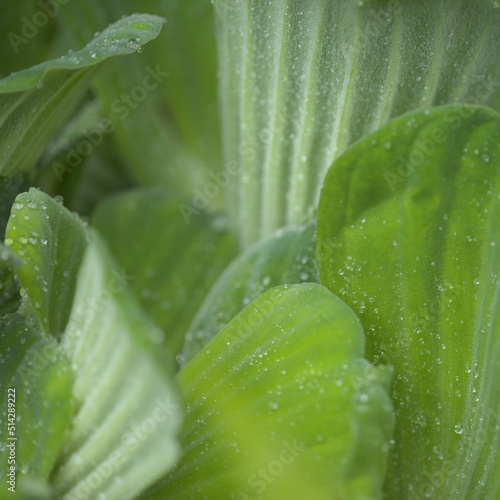 Pistia stratiotes aka water cabbage natural macro floral background photo