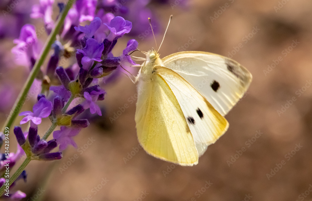 Motyl