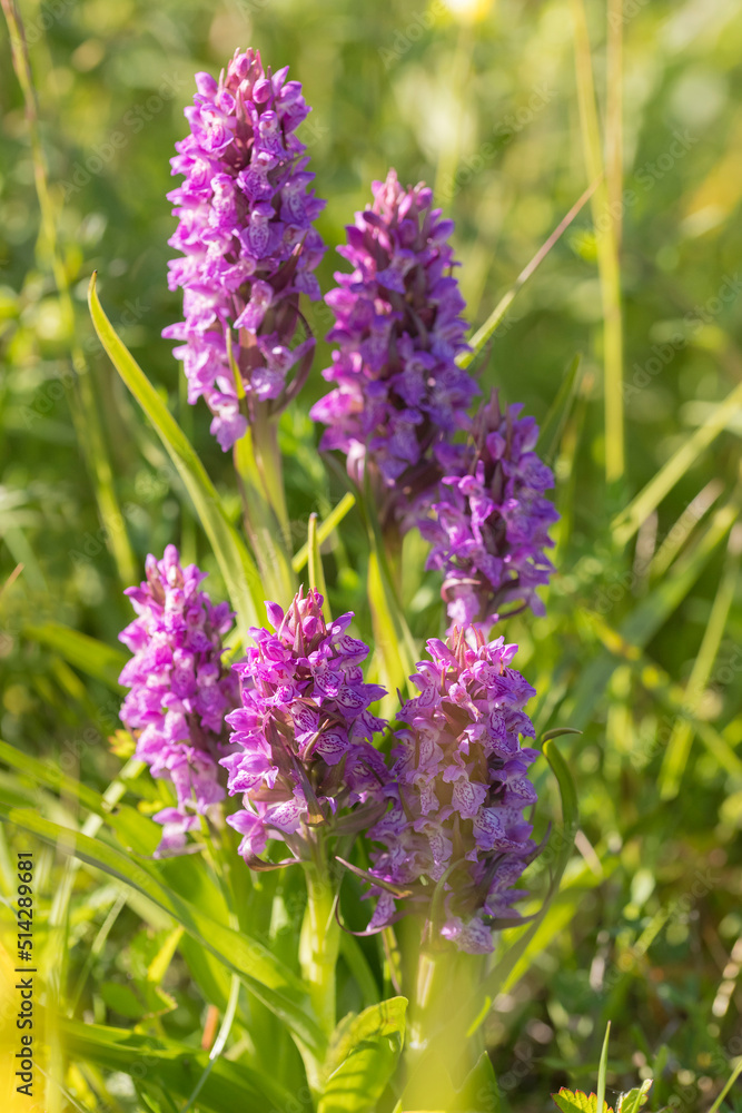 Fototapeta premium Early Marsh Orchid (Dactylorhiza incarnata) six plants flowering in a dune valley