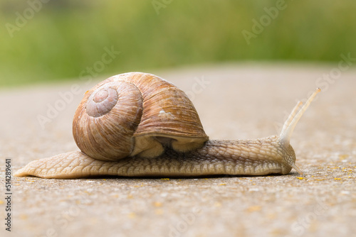 Burgundy Snail (Helix pomatia) crfawling on concrete substrate in a nature reserve