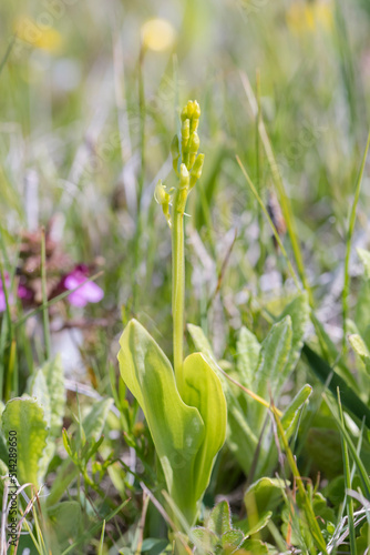 Fen Orchid (Liparis loeselii) growing in a dune valley with flower and buds