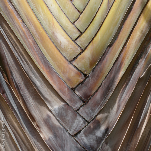 Close up overlapping leave bases of Ravenala madagascariensis, traveller's tree,  natural macro floral background

 photo