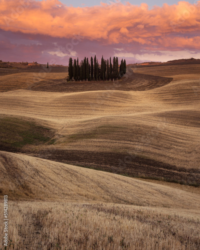 Tree group on hilly Tuscany countryside near San Quirico d'Orcia at sunset in Italy
