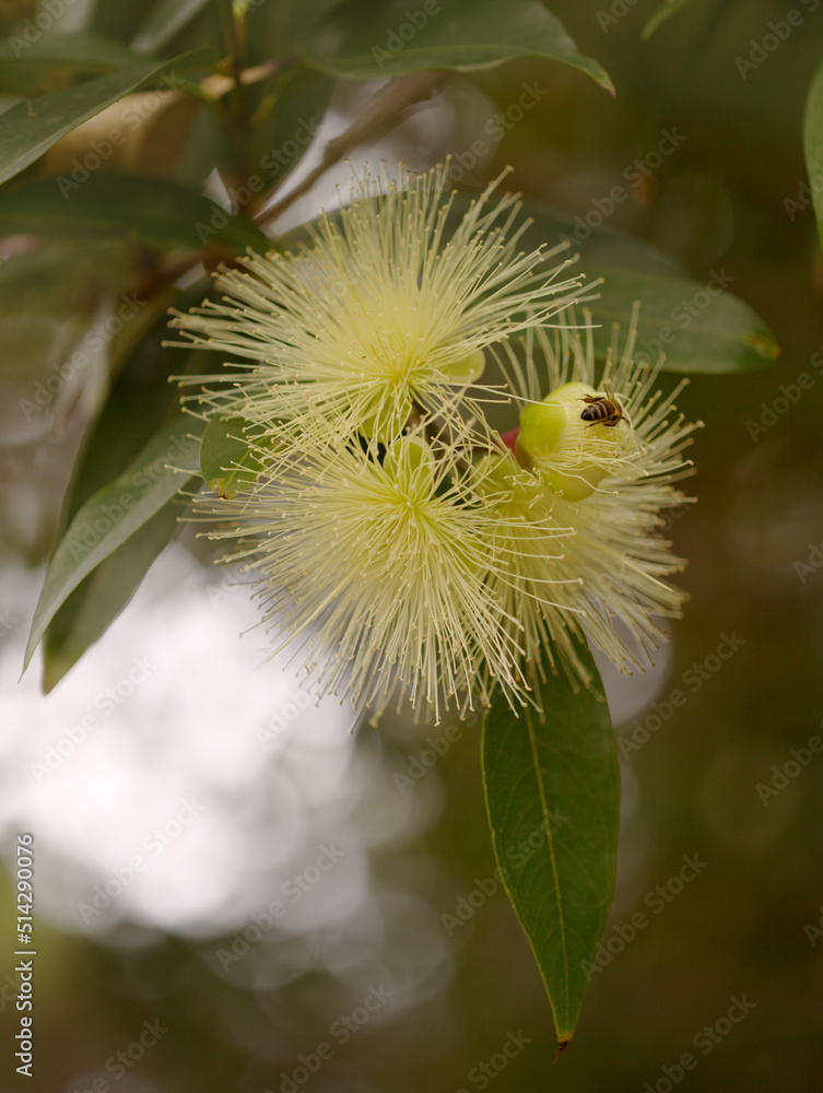 Flowering Syzygium jambos, rose apple, natural macro floral background Flowering Syzygium jambos, rose apple, natural macro floral background