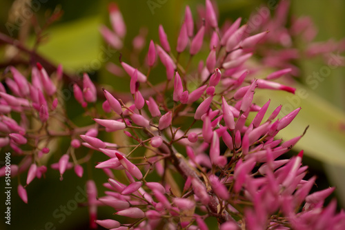 Flowering purple Aechmea spectabilis  spear bromeliad  natural macro floral background