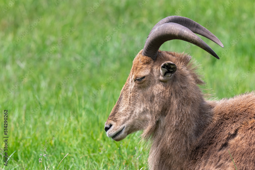 Close up of a Barbary sheep (ammotragus lervia) sitting on the grass Close up of a Barbary sheep (ammotragus lervia) sitting on the grass