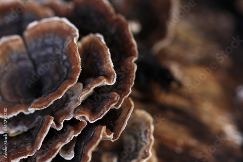 Bracket fungus close up growing on wood in garden photo