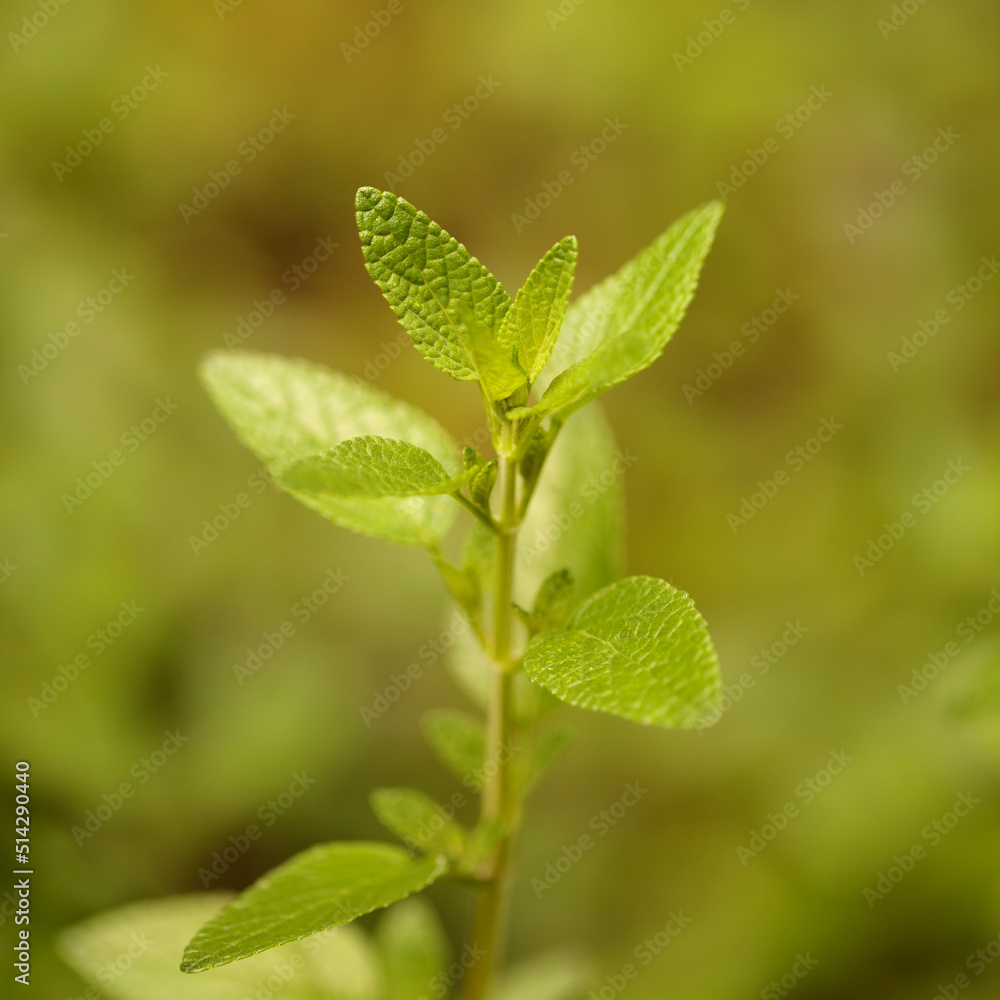Salvia microphylla, the baby sage, natural macro floral background Salvia microphylla, the baby sage, natural macro floral background
