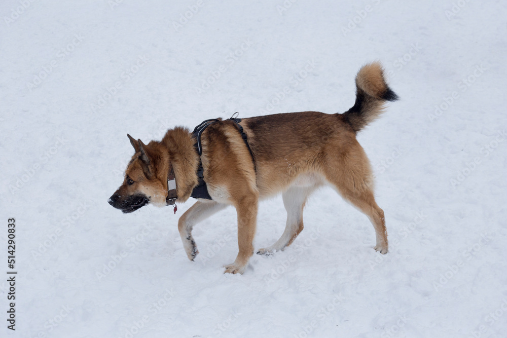 Cute multibred dog is walking on a white snow in the winter park. Pet animals. Hope for life.
