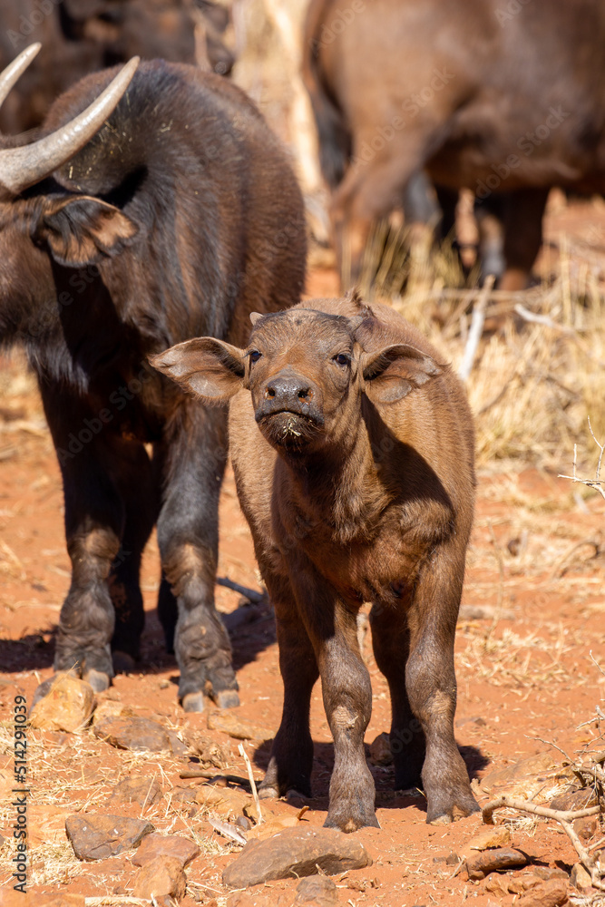 Fototapeta premium Cape or African buffalo calf, Game farm, South Africa