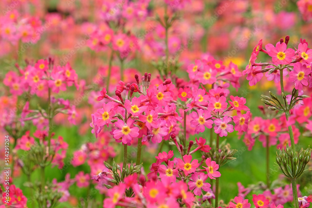 Colourful pink Primrose 'Candelabra' hybrids in flower Colourful pink Primrose 'Candelabra' hybrids in flower