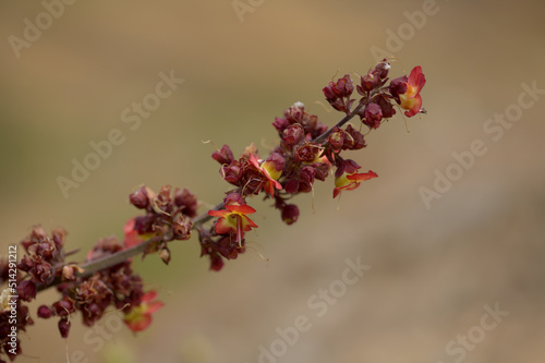 Flora of Gran Canaria - orange and red flowers of Scrophularia calliantha, belle figwort,  plant exclusively endemic to Gran Canaria and vulnerable species, natural macro floral background © Tamara Kulikova