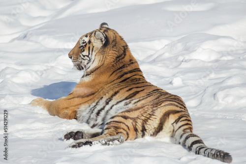 Wild siberian tiger is lying on a white snow and looking away. Amur tiger. Panthera tigris tigris. Animals in wildlife.