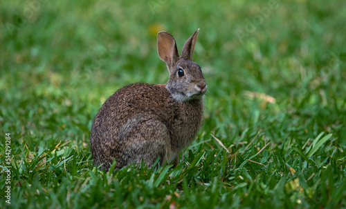Rabbit in the grass © Ira Mark Rappaport