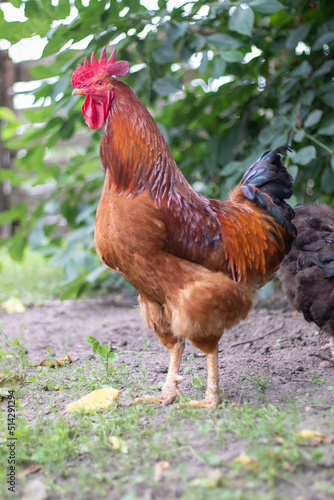 A large rooster with a red tuft in the village. Young Red Cockerel Rhode Island Red Barnyard Mix. A beautiful photo of a Rhode Island orange feathered rooster on a small farm. Multicolored feathers.