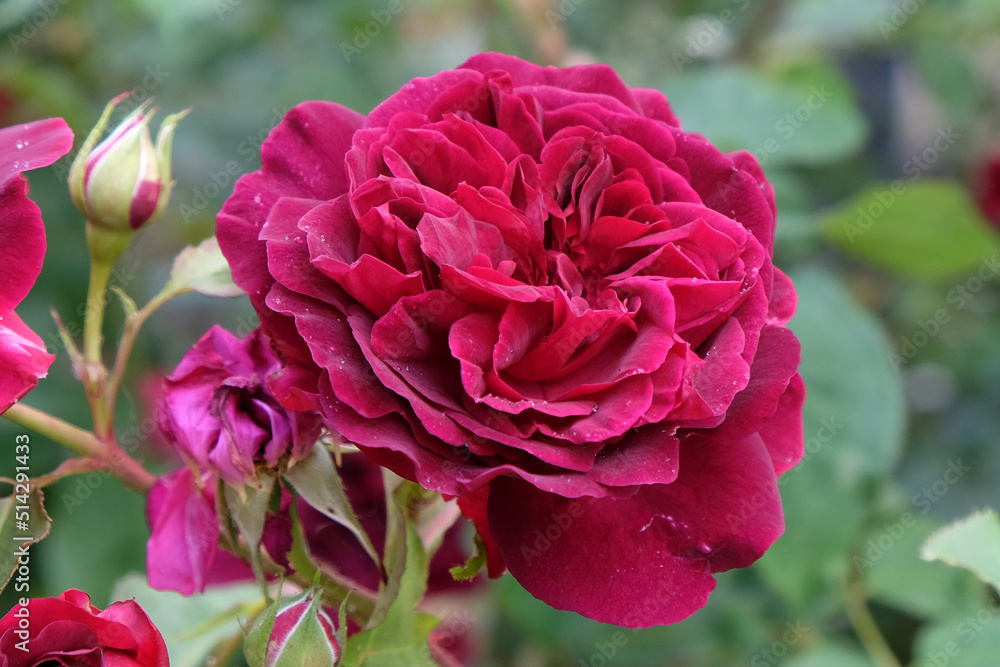Red Rosa 'Munstead Wood'  in flower