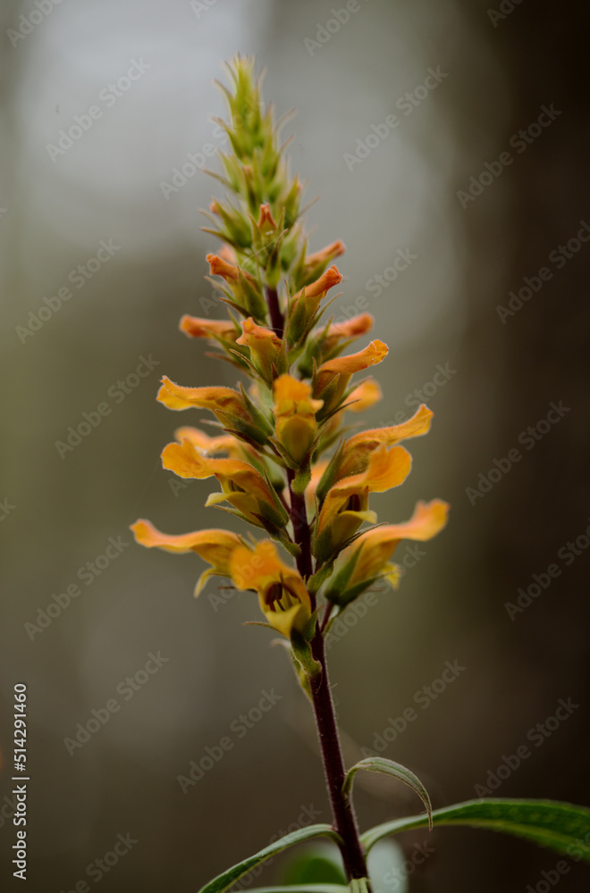 Flora of Gran Canaria - orange and red flowers of Isoplexis isabelliana, plant endemic to Gran Canaria
endangered species associated with Canary Pine forests, natural macro floral background Flora of Gran Canaria - orange and red flowers of Isoplexis isabelliana, plant endemic to Gran Canaria
endangered species associated with Canary Pine forests, natural macro floral background