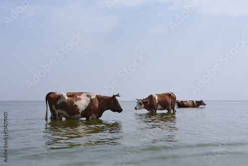 Cows in a river cooling, swimming taking a bath and standing in a creek, reflection in water. Cows at the watering hole. Three brown and white cows are standing in a river.