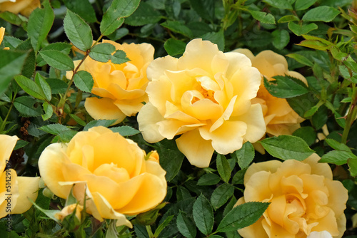 Cuadro en lienzo Yellow rosa 'Gold Spice' in flower