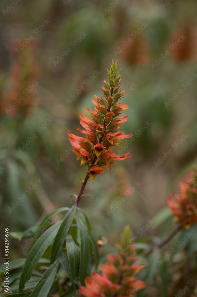 Flora of Gran Canaria - orange and red flowers of Isoplexis isabelliana, plant endemic to Gran Canaria
endangered species associated with Canary Pine forests, natural macro floral background Flora of Gran Canaria - orange and red flowers of Isoplexis isabelliana, plant endemic to Gran Canaria
endangered species associated with Canary Pine forests, natural macro floral background