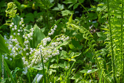Lilies of valley next to ferns and cobwebs against background of green thickets in forest.