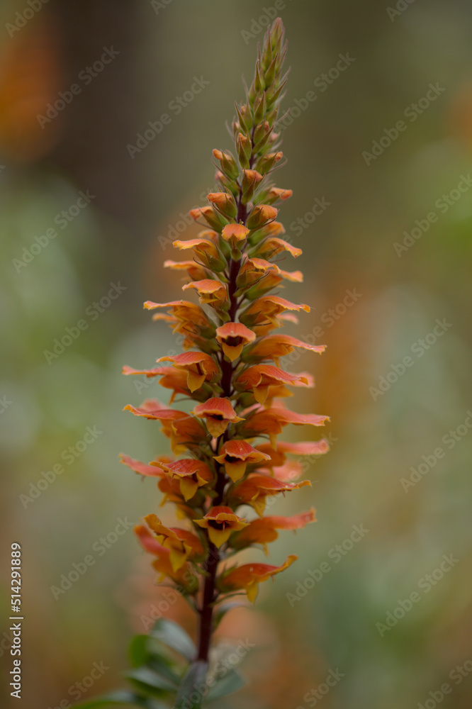 Flora of Gran Canaria - orange and red flowers of Isoplexis isabelliana, plant endemic to Gran Canaria
endangered species associated with Canary Pine forests, natural macro floral background Flora of Gran Canaria - orange and red flowers of Isoplexis isabelliana, plant endemic to Gran Canaria
endangered species associated with Canary Pine forests, natural macro floral background