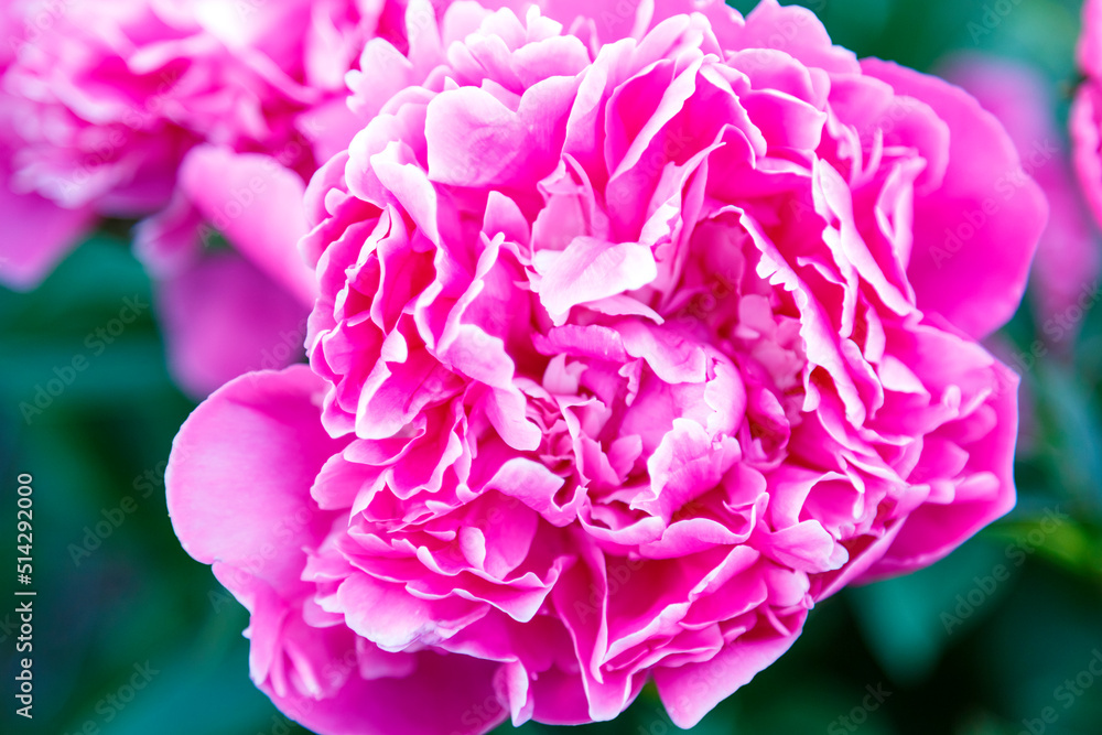 Lush white-pink peony in the garden on a bush. Lush white-pink peony in the garden on a bush.
