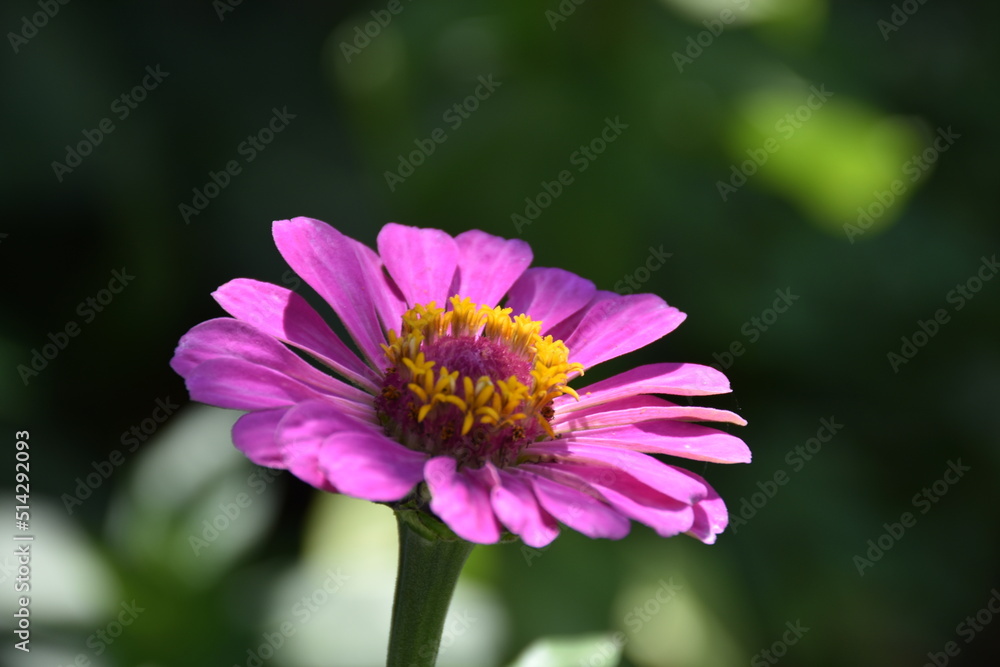 the magic summer garden flowers the magic summer garden flowers