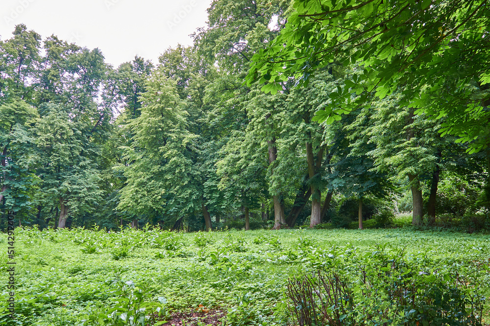 Forest in Yuri Gagrin park, Kaliningrad city. Maple, oak, ash. Forest in Yuri Gagrin park, Kaliningrad city. Maple, oak, ash.