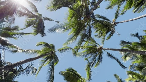 Green palm tree on blue sky background. View of palm trees against sun. Beach on tropical Hawaii island. Palm trees at sunlight. Cinematic Shot Coconut palm trees bottom view, social media background