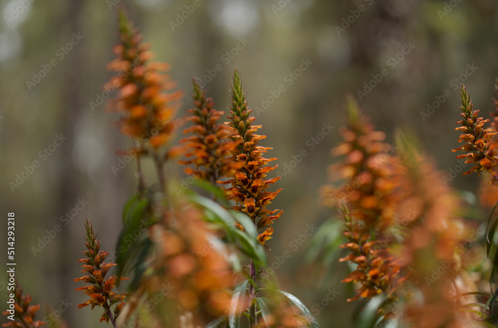 Flora of Gran Canaria - orange and red flowers of Isoplexis isabelliana, plant endemic to Gran Canaria
endangered species associated with Canary Pine forests, natural macro floral background Flora of Gran Canaria - orange and red flowers of Isoplexis isabelliana, plant endemic to Gran Canaria
endangered species associated with Canary Pine forests, natural macro floral background