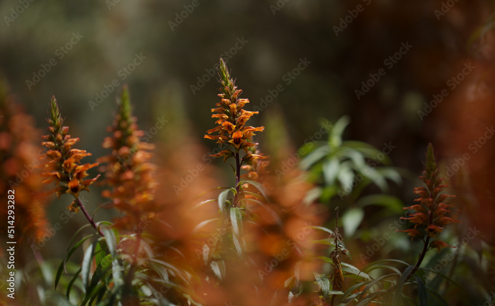 Flora of Gran Canaria - orange and red flowers of Isoplexis isabelliana, plant endemic to Gran Canaria
endangered species associated with Canary Pine forests, natural macro floral background Flora of Gran Canaria - orange and red flowers of Isoplexis isabelliana, plant endemic to Gran Canaria
endangered species associated with Canary Pine forests, natural macro floral background