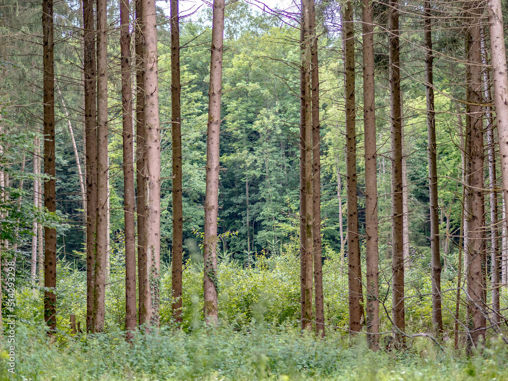 Fototapeta premium Wiederaufforstung im Mischwald