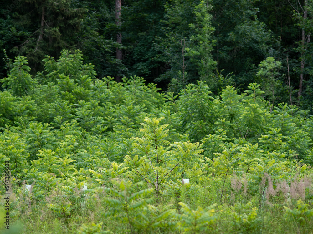 Fototapeta premium Wiederaufforstung im Mischwald
