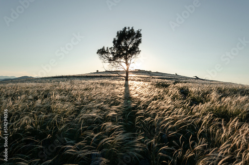 Silhouette of a tree that is on top of a mountain while the sun filters through one of its branches and the grass flutters in the wind during a sunset