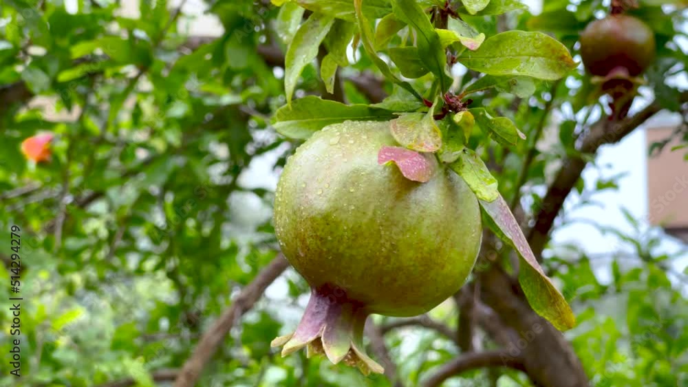 Pomegranate fruit ripens on a branch on a rainy day. Raindrops run down the leaves and the pomegranate. Pomegranate fruit ripens on a branch on a rainy day. Raindrops run down the leaves and the pomegranate.