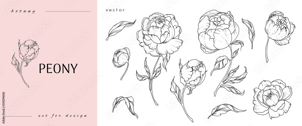 Set of peonies flowers line art. Sketch with leaves and buds. Botanical illustration. Black and white. Vector illustration isolated on white background Set of peonies flowers line art. Sketch with leaves and buds. Botanical illustration. Black and white. Vector illustration isolated on white background