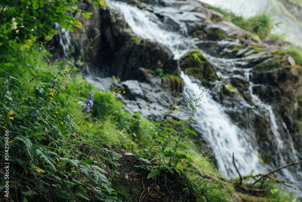 une fleur devant une cascade. Une petite cascade avec une jolie fleur. une fleur devant une cascade. Une petite cascade avec une jolie fleur.