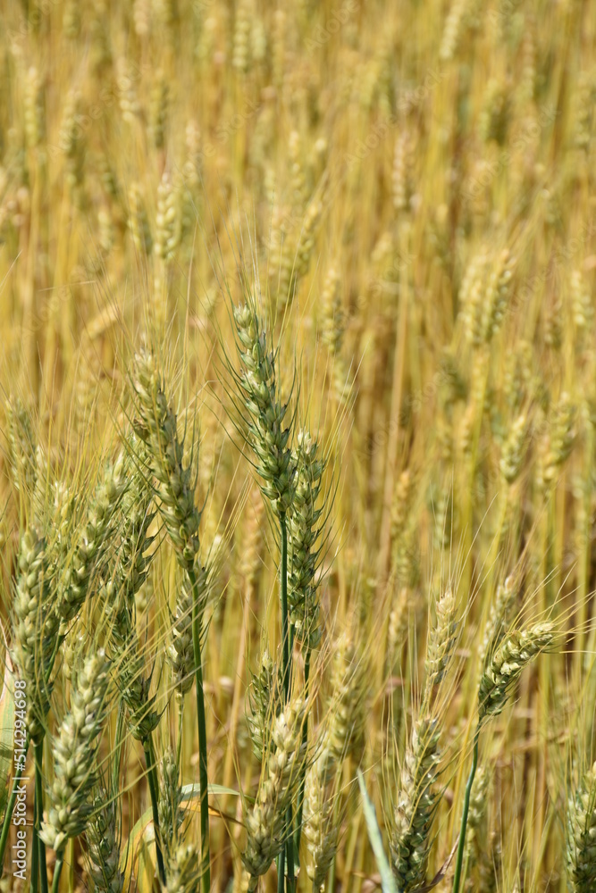 field of wheat field of wheat