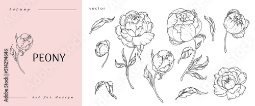 Set of peonies flowers line art. Sketch with leaves and buds. Botanical illustration. Black and white. Vector illustration isolated on white background