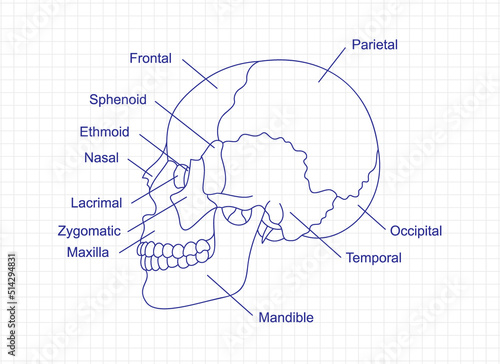Human skull bones anatomy drawing with a pen on notebook. Cranial parts structure diagram with bones description. Human internal organ illustration.