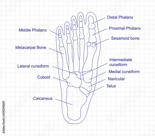 Human foot bones anatomy drawing with a pen on notebook. Foot parts structure diagram with bones description. Human internal organ illustration.