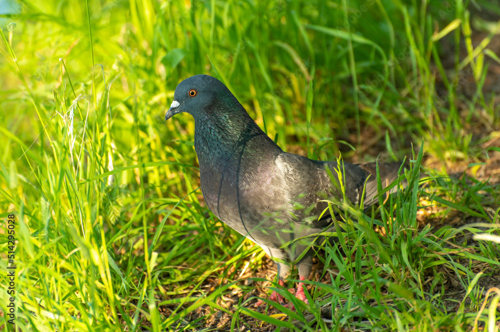 A gray dove with brilliant plumage is looking for seeds A gray dove with brilliant plumage is looking for seeds