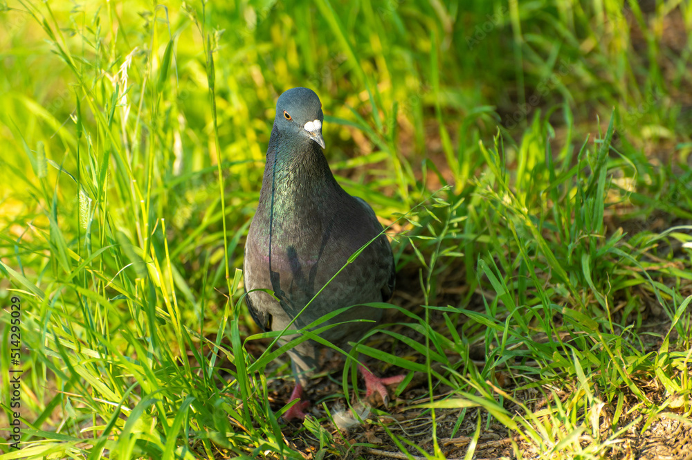 A gray dove with brilliant plumage is looking for seeds A gray dove with brilliant plumage is looking for seeds