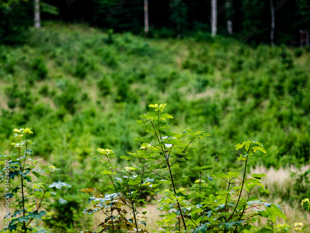 Obraz premium Wiederaufforstung im Mischwald