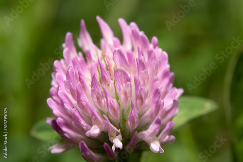 Pink meadow clover flower from the legume family