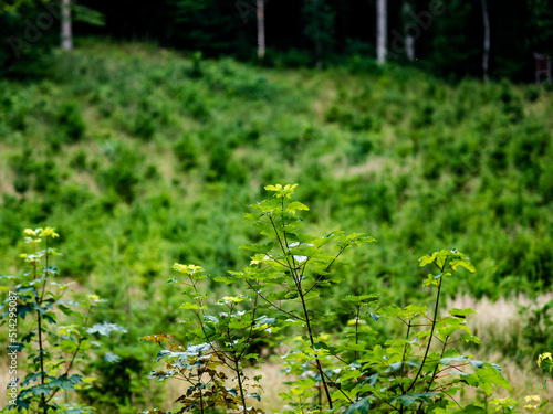 Wiederaufforstung im Mischwald