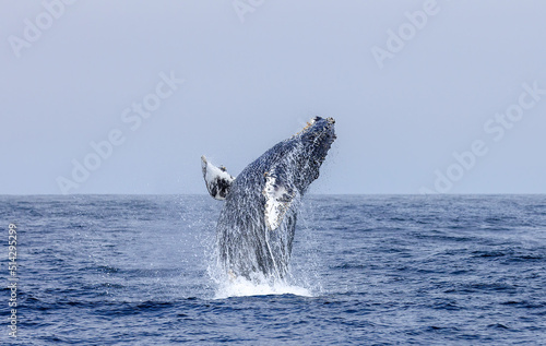 whale in the water, humpback breaching 