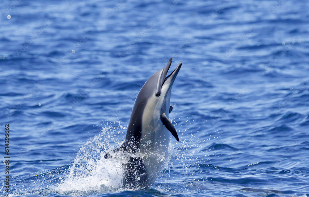 Fototapeta premium dolphin in the water, Common Dolphin smiling